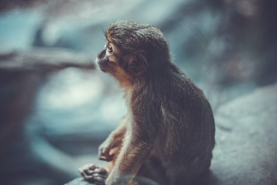 猴子坐在灰石上看别处的浅显摄影